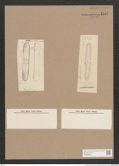 Navicula sp. (de-Toni-Nr.: Genus 1) Zeichnungen Sammlung Grunow Nr. 1512 (NHMW-BOT-W0368034)